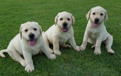 Instituto abre inscrições para famílias voluntárias acolherem futuros cães-guias