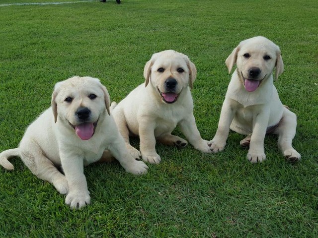 Instituto abre inscrições para famílias voluntárias acolherem futuros cães-guias