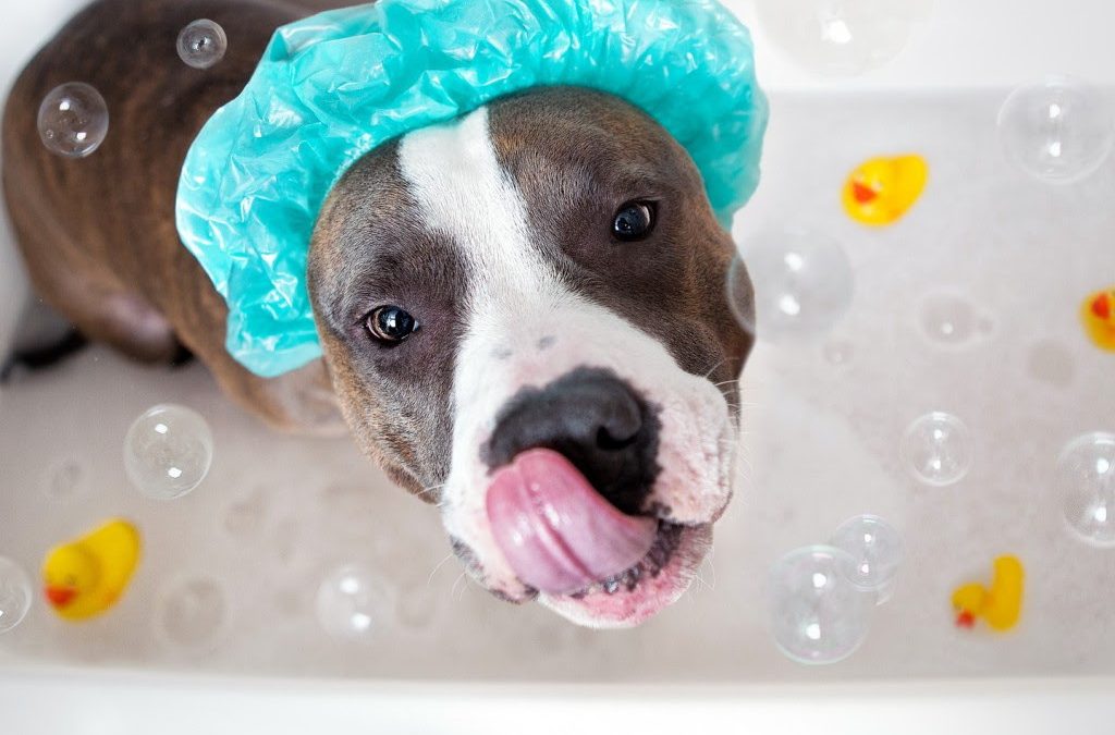 Cinco dicas sobre banhos em cães nos dias mais frios