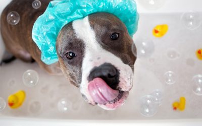 Cinco dicas sobre banhos em cães nos dias mais frios