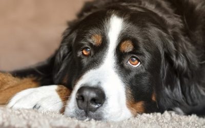 Cães também podem sofrer de depressão