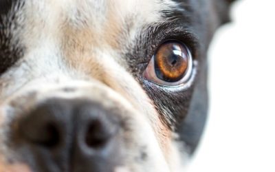 Cegueira em cães e gatos: Dá para prevenir?
