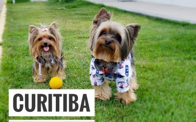 Viagem Petfriendly: Curitiba/PR