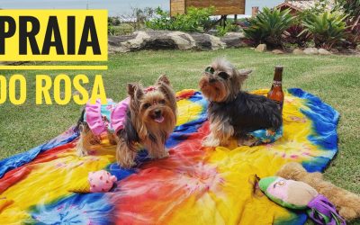 Viagem Petfriendly: Praia do Rosa/SC