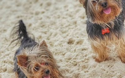 Santos estuda autorizar pets nas praias