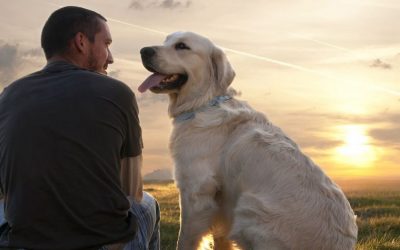 Cientistas dizem que possuir cão rejuvenesce dono em até 10 anos