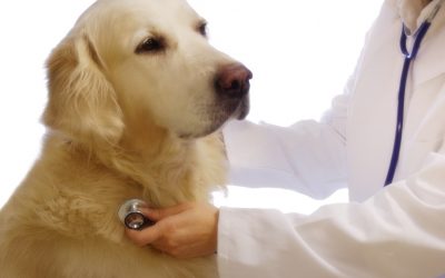 Entenda o Alzheimer Canino