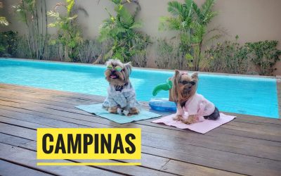 Viagem Petfriendly: Campinas/SP