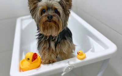 Como manter a rotina de banhos do pet em casa?