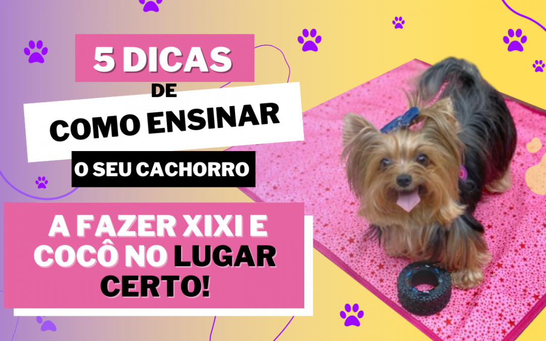 5 dicas de como ensinar o seu cachorro a fazer xixi e cocô no lugar certo!