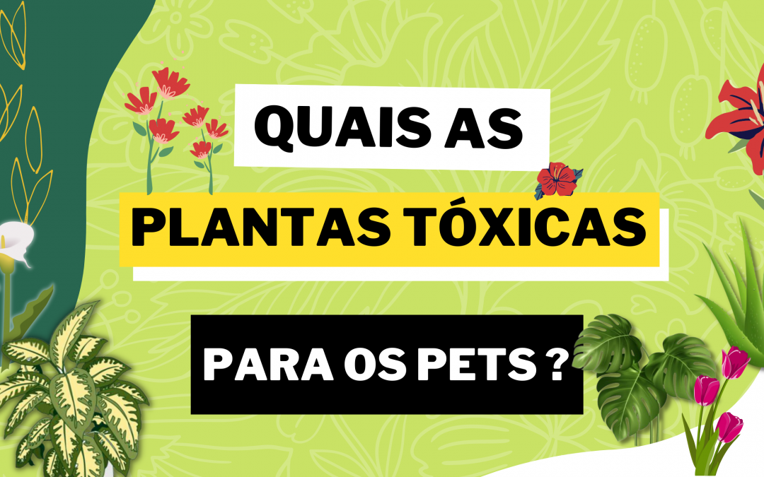 Descubra quais plantas são tóxicas para os pets!