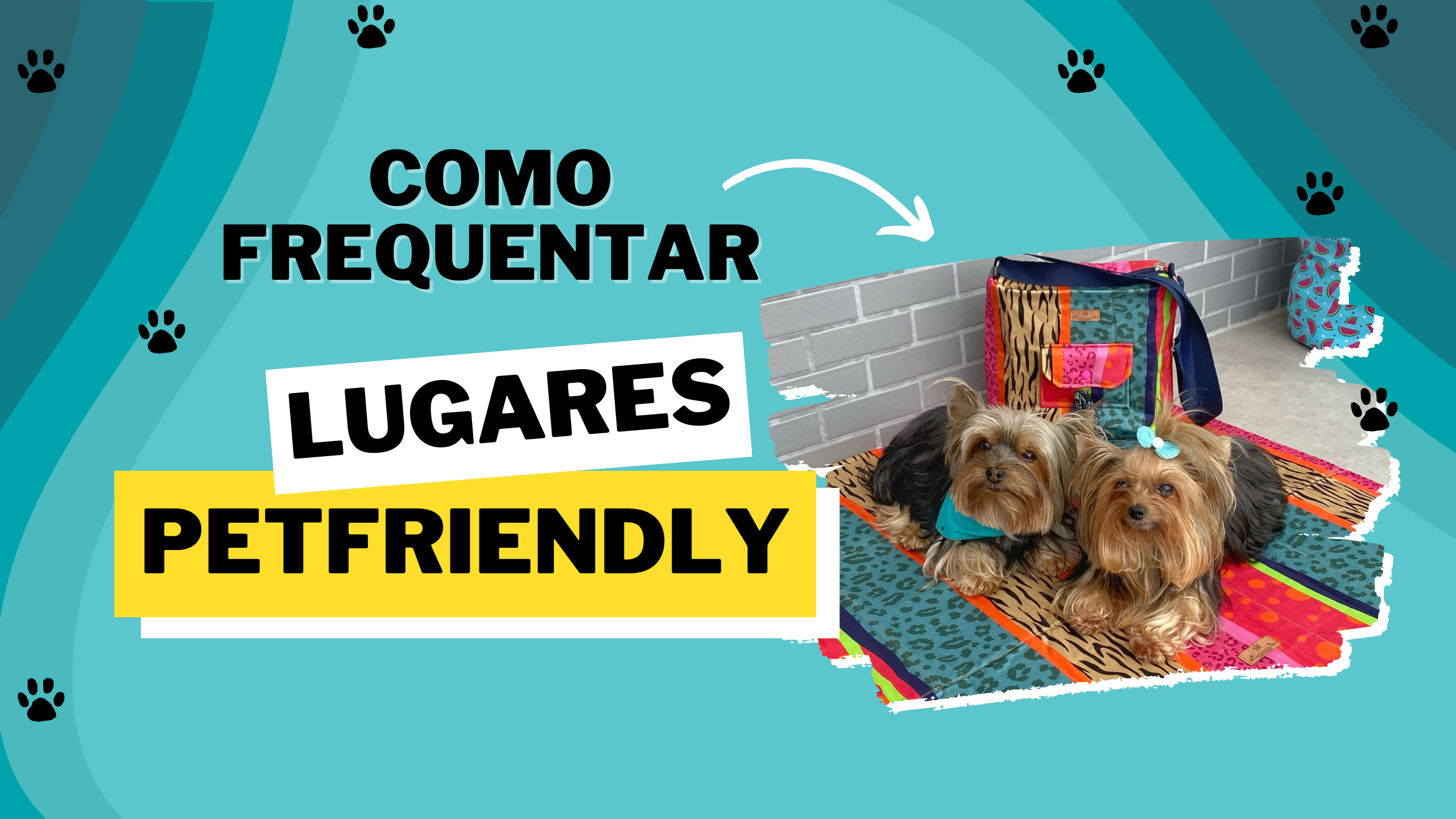https://cdn.guiase.net/wp-content/uploads/sites/673/2022/11/como-frequentar-lugares-petfriendly-3.png