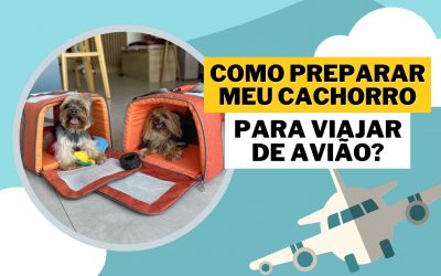 Como preparar meu cachorro para viajar de avião?