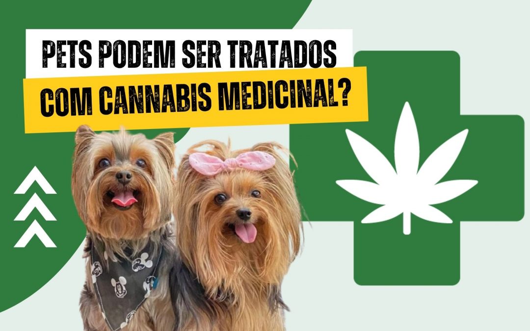 O uso da cannabis medicinal para os pets