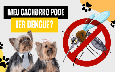 Cachorro pode ter dengue?