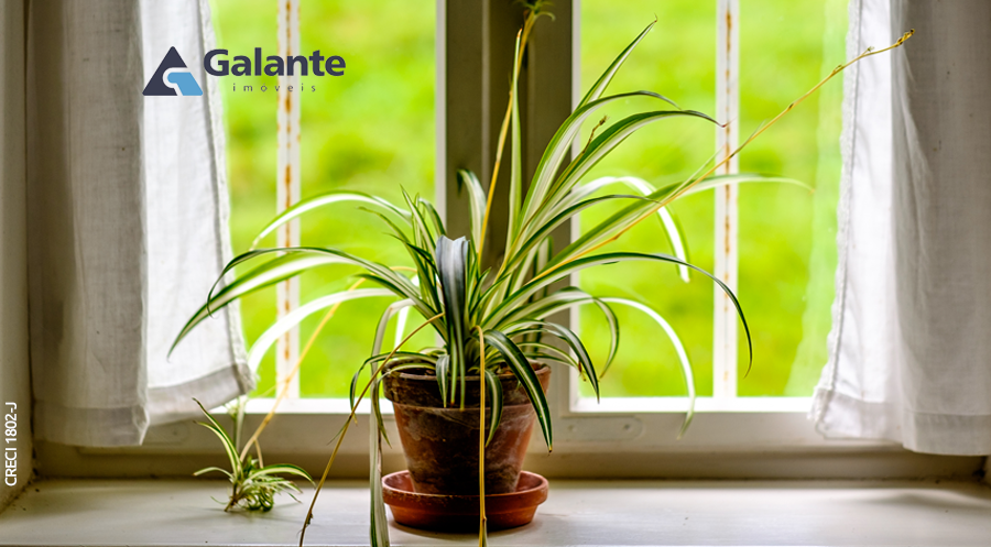 Decore sua casa com plantas que melhoram a qualidade do ar